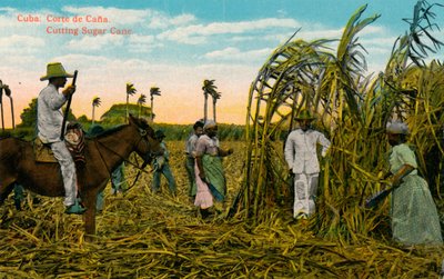 क्यूबा: कैन्या का न्यायालय। गन्ना काटना। c1910 द्वारा अज्ञात