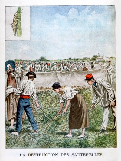 घास-फूस को नष्ट करना, 1901 द्वारा अज्ञात