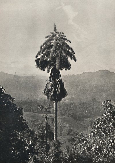टैलिपोटपलम कोरिफा गर्भराशिरा में रक्त, 1926 द्वारा अज्ञात