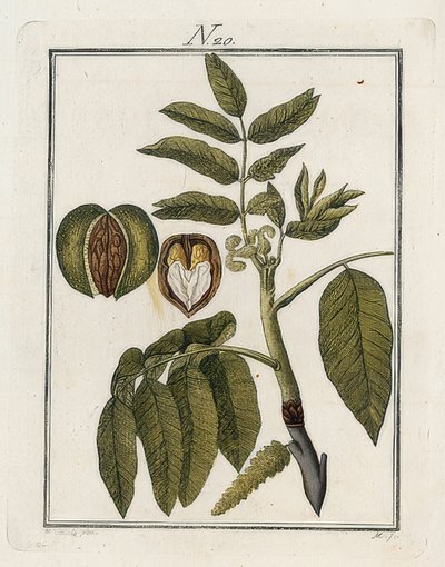 अखरोट। तस्वीरों में दुनिया आयतन 3. बिल्डर। वियना। 1790 द्वारा अज्ञात
