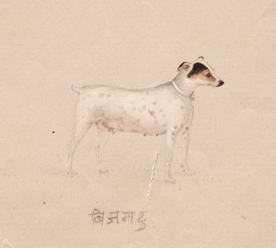 कुत्ता, १ 1800०० से। द्वारा अज्ञात