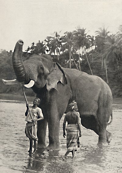 1926 में महावलीगंगा में हाथी द्वारा अज्ञात