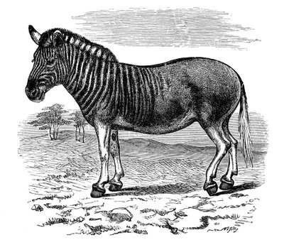 एक क्वाग, 1893 की उत्कीर्णन द्वारा अज्ञात