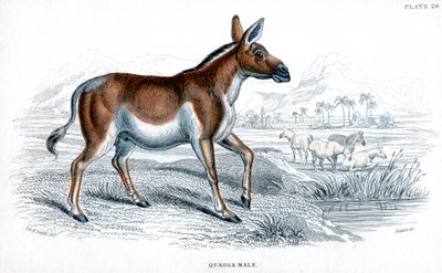 क्वाग्गा की नक्काशी, c1830 द्वारा अज्ञात