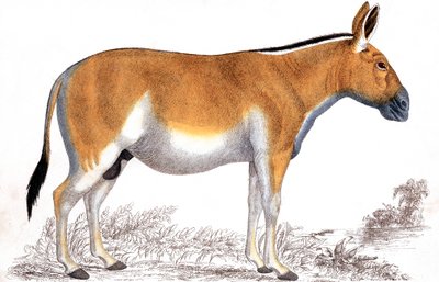 एक कुग्गा का उत्कीर्णन, c1860 द्वारा अज्ञात