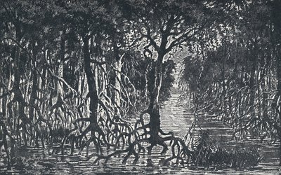 इक्वेटोरियल अफ्रीकी वन, 1924 द्वारा अज्ञात