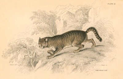 यूरोपीय जंगली बिल्ली फेलिस, 1828 द्वारा अज्ञात