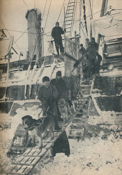 डॉग्स एक्सरसाइजिंग, 1936 द्वारा अज्ञात
