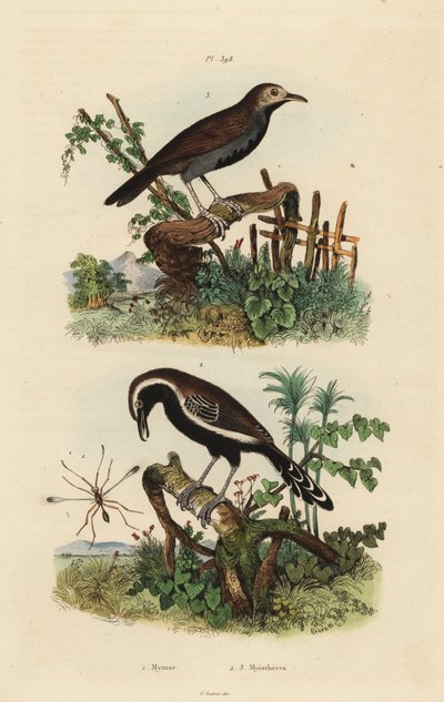फेयरीफ्लाई, मायमार पल्केलम 1, दक्षिणी सफेद-फ्रिंज वाले एंटरेन, फॉर्मिसिवोरा ग्रिसिया 2 और ब्लैक-थ्रोटेड एंटबर्ड, मायरमोफिलैक्स एट्रोथोरैक्स मेलानुरा 3 द्वारा अज्ञात