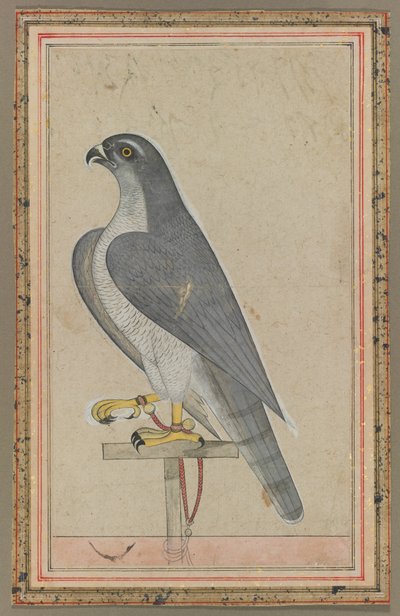 फाल्कन, सी। 1770। द्वारा अज्ञात