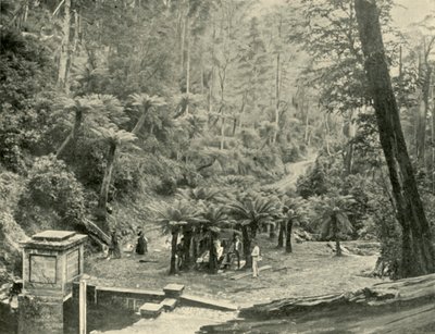 फर्न ट्री बोवर एंड ट्रैक, माउंट वेलिंगटन, 1901। द्वारा अज्ञात