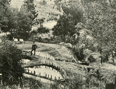 मछली तालाब, एरचिल्डौने, बलारत के पास, 1901। द्वारा अज्ञात