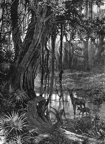 फ्लोरिडा एवरग्लेड्स, यूएसए, c1885 द्वारा अज्ञात