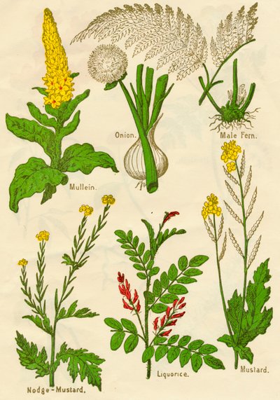फूल: मुलीन, प्याज, नर फर्न, नोज-मस्टर्ड, लिकोरिस, मस्टर्ड, c1940 द्वारा अज्ञात