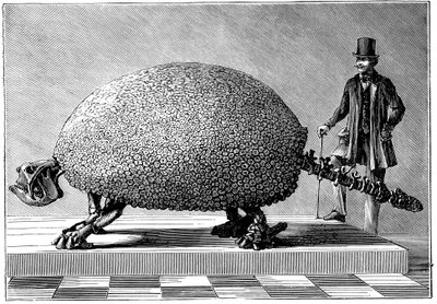 दक्षिण अमेरिका का एक विशाल आयुध का जीवाश्म, c1890 द्वारा अज्ञात