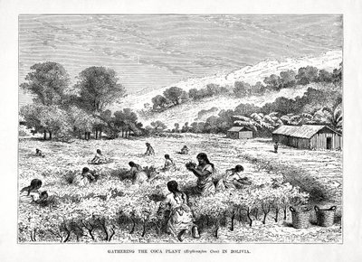 बोलिविया, 1877 में कोका प्लांट एरीथ्रोक्सिलम कोका को इकट्ठा करना द्वारा अज्ञात