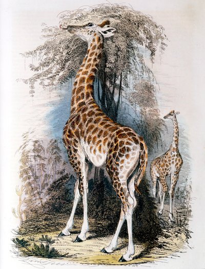 जिराफ एक पेड़ पर ब्राउज़िंग, 1836 द्वारा अज्ञात