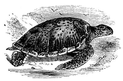 ग्रीन टर्टल चेलोन माइदास, c1890 द्वारा अज्ञात