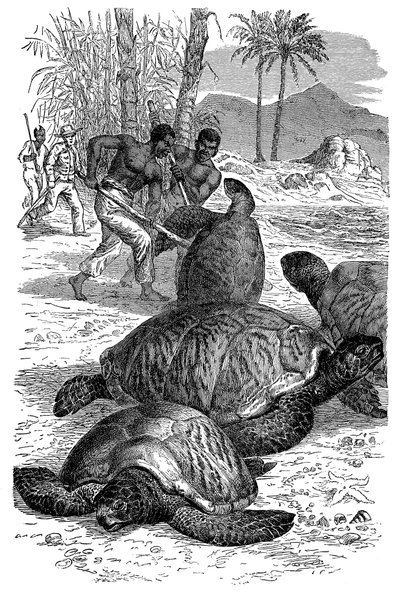 ग्रीन कछुआ शिकारी द्वारा पकड़ा जा रहा है, 1884 द्वारा अज्ञात