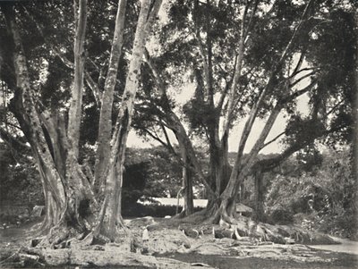 गुम्मीब्यूम फ़िकस इलास्टा, 1926 द्वारा अज्ञात