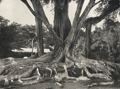 ब्लैकबोर्ड 14 की तरह रबर का पेड़, बोर्ड की जड़ों का आंशिक दृश्य, 1926 द्वारा अज्ञात