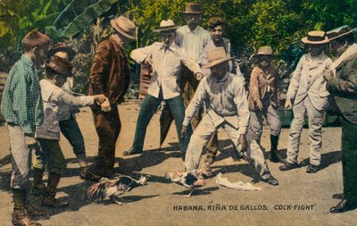 हबाना। रीना डी गैलोस। मुर्गा लड़ाई, c.1900s द्वारा अज्ञात