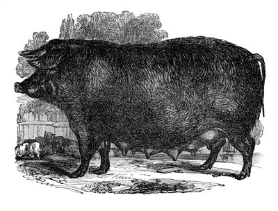 हैम्पशायर बोना, 1848 द्वारा अज्ञात