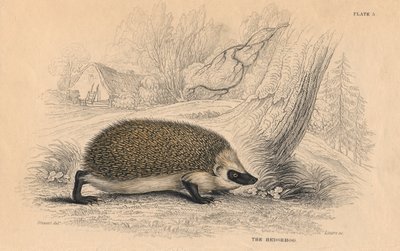 यूरोपीय हेजहोग एरिनैसस, 1828 द्वारा अज्ञात