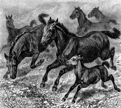 टार्पन का झुंड, 1893 द्वारा अज्ञात