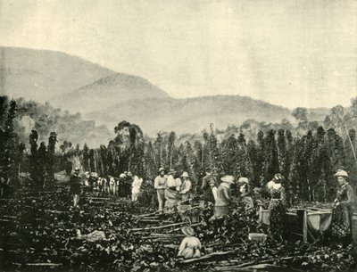 1901 में तस्मानिया में हॉप पिकिंग। द्वारा अज्ञात
