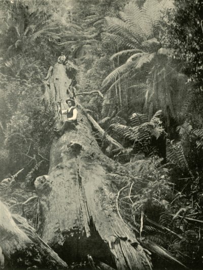 हाउ द माइटी फॉलन, 1901। द्वारा अज्ञात
