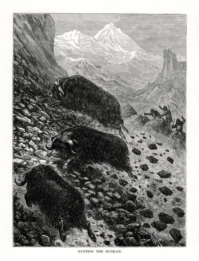 कस्तूरी-बैल का शिकार, 1877 द्वारा अज्ञात