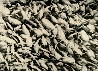 हट पोर्च की छत पर बर्फ के कण, c1908, 1909 द्वारा अज्ञात