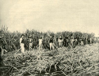 क्वींसलैंड सुगर प्लांटेशन में, 1901। द्वारा अज्ञात