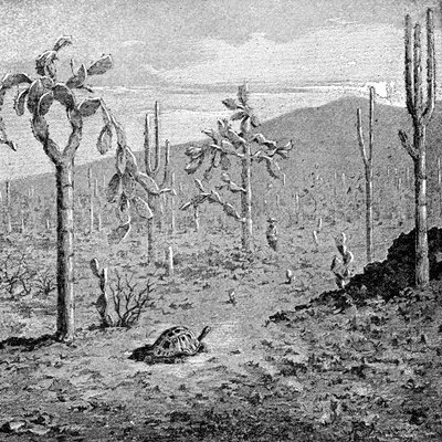 अनिश्चितकालीन द्वीप, गैलापागोस द्वीपसमूह, 1895 द्वारा अज्ञात