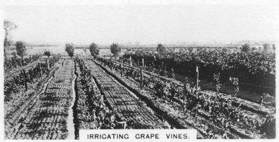 अंगूर की लताओं की सिंचाई, ऑस्ट्रेलिया, 1928 द्वारा अज्ञात
