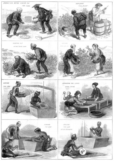 जापानी चाय उत्पादन, 1874 द्वारा अज्ञात
