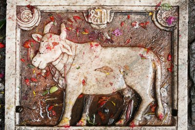 Kamdhenu sacred cow, Shesh Narayana, Nepal द्वारा अज्ञात