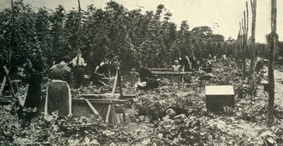 केंट हॉप्स, c1948। द्वारा अज्ञात