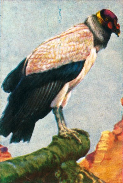 राजा गिद्ध, c1928। द्वारा अज्ञात