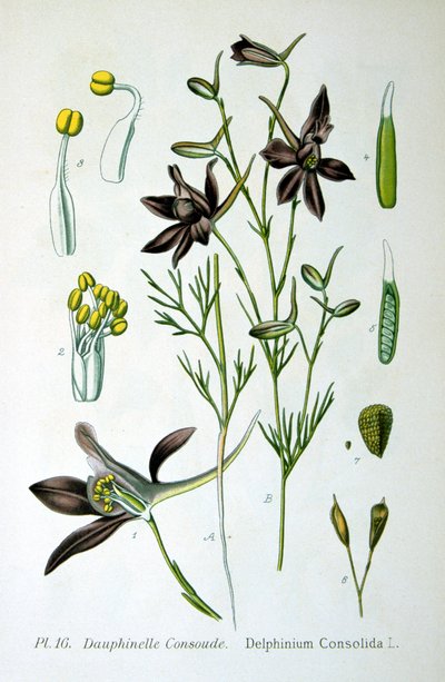 लार्कसपुर, 1893 द्वारा अज्ञात