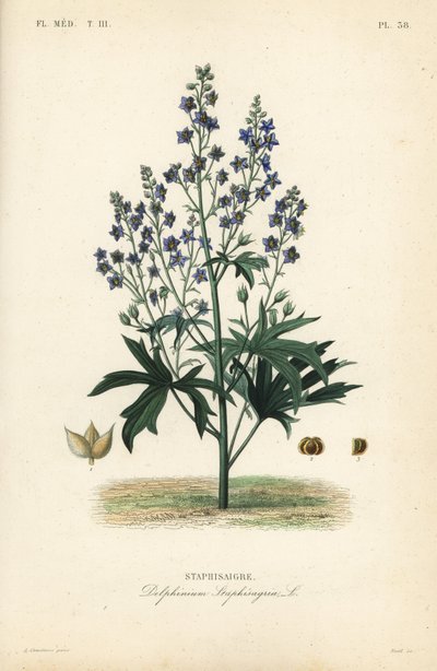 Lice-bane or stavesacre, Delphinium staphisagria, Staphisaigre द्वारा अज्ञात