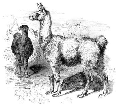 लामा, सी 1880 द्वारा अज्ञात