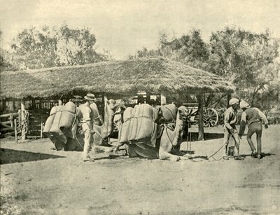 1901 में एक ऑस्ट्रेलियाई स्टेशन पर ऊंट लोड हो रहा था। द्वारा अज्ञात