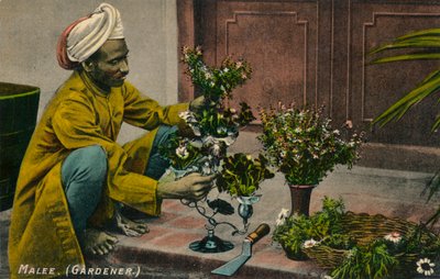 माले माली, c1900 द्वारा अज्ञात