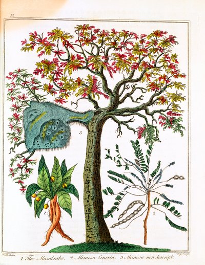 मैन्ड्रेक, संवेदनशील पौधा, और बबूल, c1795 द्वारा अज्ञात