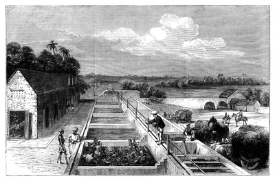 इंडिगो का तिरूत मुज़फ़्फ़रपुर, लोअर बंगाल, 1869 में निर्माण द्वारा अज्ञात