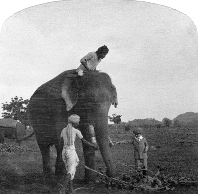 मास्टर एकबाल, एक हाथी को खिलाने, भारत, 1900s द्वारा अज्ञात