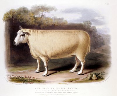 न्यू लीसेस्टर डिस्ले राम, 1842 द्वारा अज्ञात