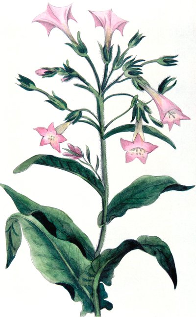 निकोटियाना टैबैकम - तंबाकू संयंत्र, 1823 द्वारा अज्ञात